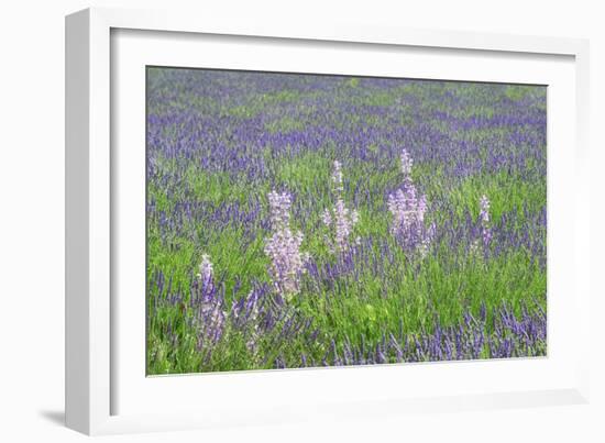 Lavender Fields with Clary Sage-Cora Niele-Framed Giclee Print