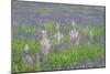 Lavender Fields with Clary Sage-Cora Niele-Mounted Giclee Print