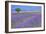 Lavender Fields with Tree-Cora Niele-Framed Giclee Print