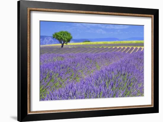 Lavender Fields with Tree-Cora Niele-Framed Giclee Print