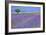 Lavender Fields with Tree-Cora Niele-Framed Giclee Print