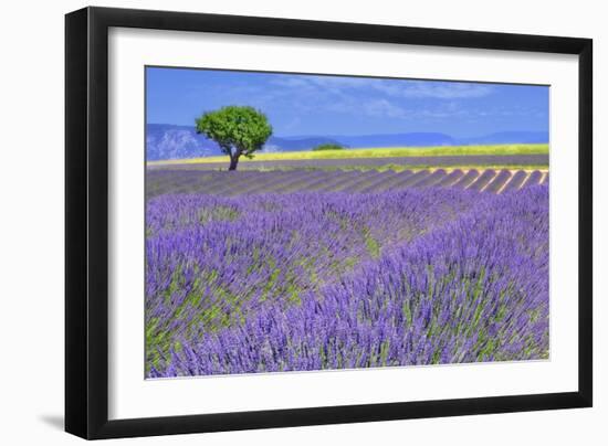 Lavender Fields with Tree-Cora Niele-Framed Giclee Print