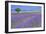 Lavender Fields with Tree-Cora Niele-Framed Giclee Print