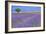 Lavender Fields with Tree-Cora Niele-Framed Giclee Print