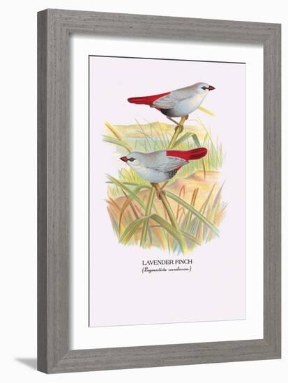 Lavender Finch-Arthur G. Butler-Framed Art Print