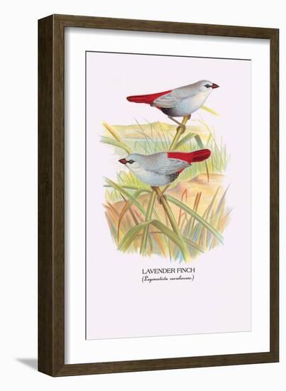 Lavender Finch-Arthur G. Butler-Framed Art Print