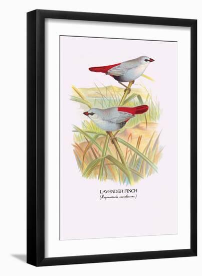 Lavender Finch-Arthur G. Butler-Framed Art Print