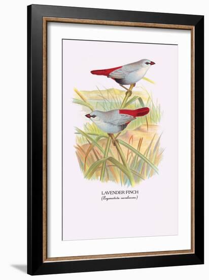 Lavender Finch-Arthur G. Butler-Framed Art Print