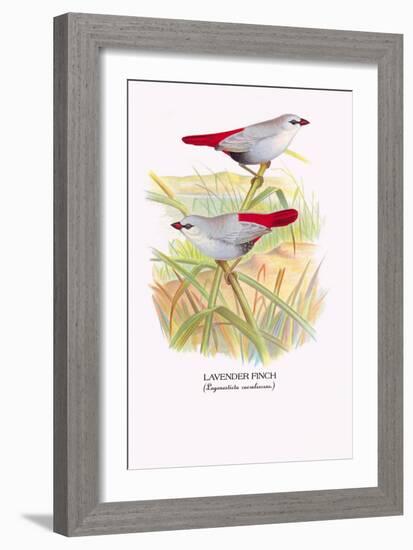 Lavender Finch-Arthur G. Butler-Framed Art Print