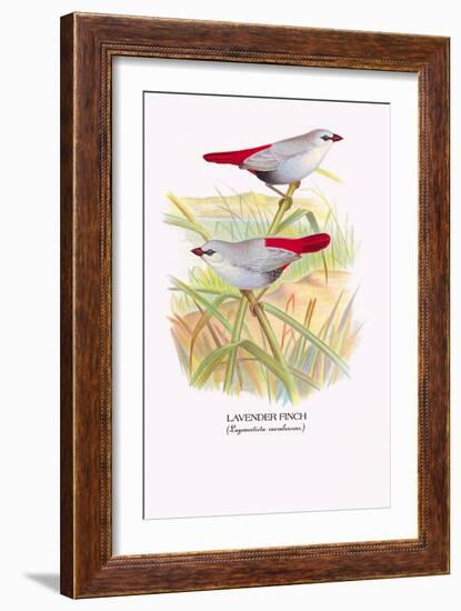 Lavender Finch-Arthur G. Butler-Framed Art Print