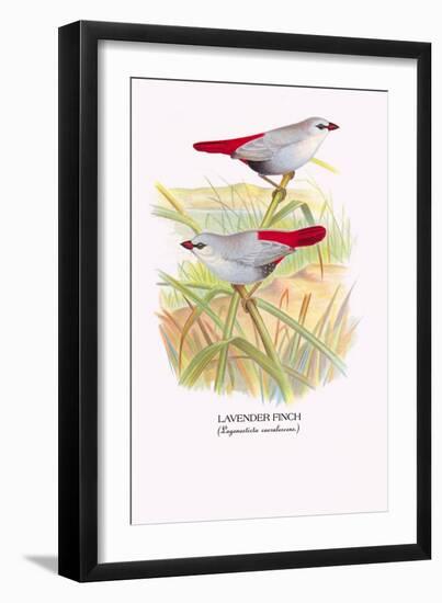 Lavender Finch-Arthur G. Butler-Framed Art Print