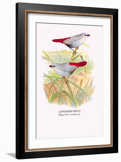 Lavender Finch-Arthur G. Butler-Framed Art Print