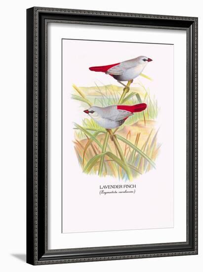 Lavender Finch-Arthur G. Butler-Framed Art Print