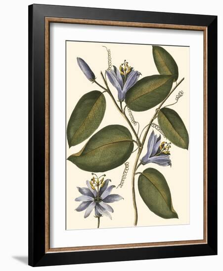 Lavender Floral III-Vision Studio-Framed Art Print