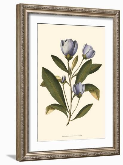 Lavender Floral IV-Vision Studio-Framed Art Print