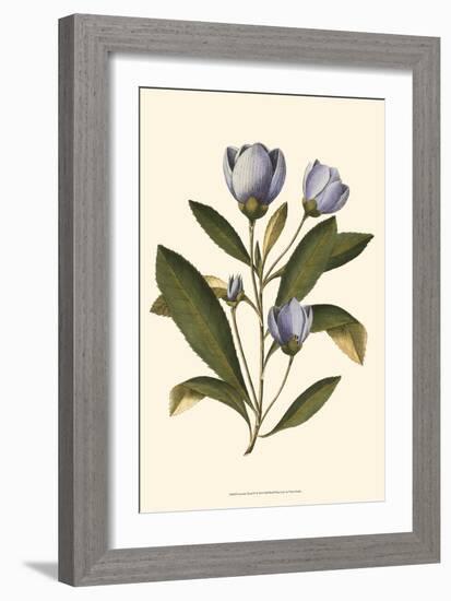 Lavender Floral IV-Vision Studio-Framed Art Print