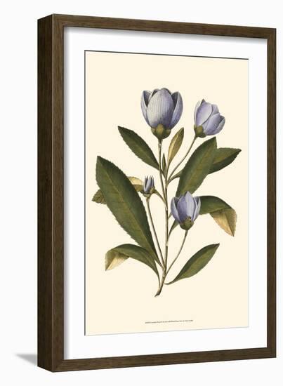 Lavender Floral IV-Vision Studio-Framed Art Print