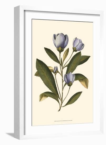 Lavender Floral IV-Vision Studio-Framed Art Print