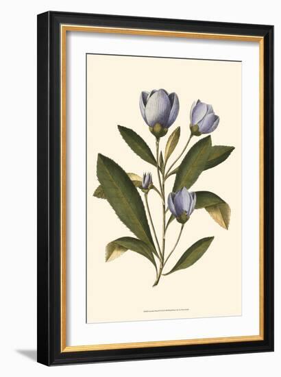 Lavender Floral IV-Vision Studio-Framed Art Print