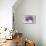 Lavender Floral Splendor I-Samuel Dixon-Mounted Art Print displayed on a wall