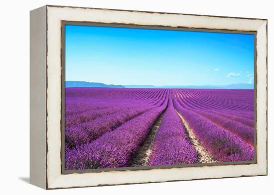 Lavender Flower Blooming Fields Endless Rows-stevanzz-Framed Premier Image Canvas