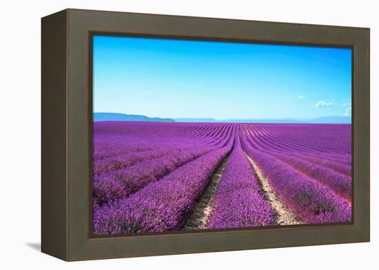 Lavender Flower Blooming Fields Endless Rows-stevanzz-Framed Premier Image Canvas