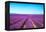 Lavender Flower Blooming Fields Endless Rows-stevanzz-Framed Premier Image Canvas