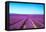 Lavender Flower Blooming Fields Endless Rows-stevanzz-Framed Premier Image Canvas