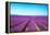 Lavender Flower Blooming Fields Endless Rows-stevanzz-Framed Premier Image Canvas