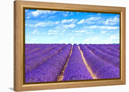 Lavender Flower Blooming Fields Endless Rows-stevanzz-Framed Premier Image Canvas
