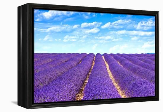 Lavender Flower Blooming Fields Endless Rows-stevanzz-Framed Premier Image Canvas