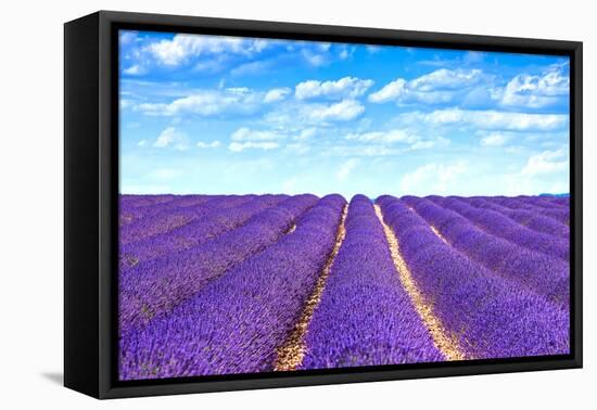 Lavender Flower Blooming Fields Endless Rows-stevanzz-Framed Premier Image Canvas