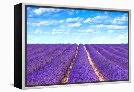 Lavender Flower Blooming Fields Endless Rows-stevanzz-Framed Premier Image Canvas