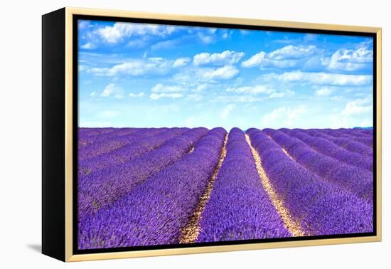 Lavender Flower Blooming Fields Endless Rows-stevanzz-Framed Premier Image Canvas