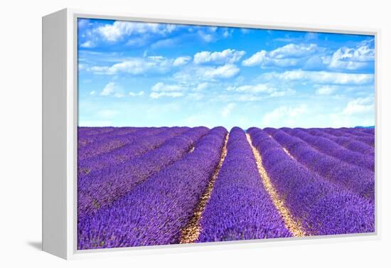 Lavender Flower Blooming Fields Endless Rows-stevanzz-Framed Premier Image Canvas