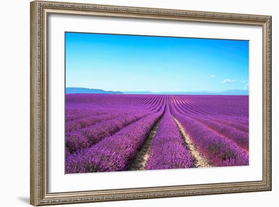 Lavender Flower Blooming Fields Endless Rows-stevanzz-Framed Photographic Print