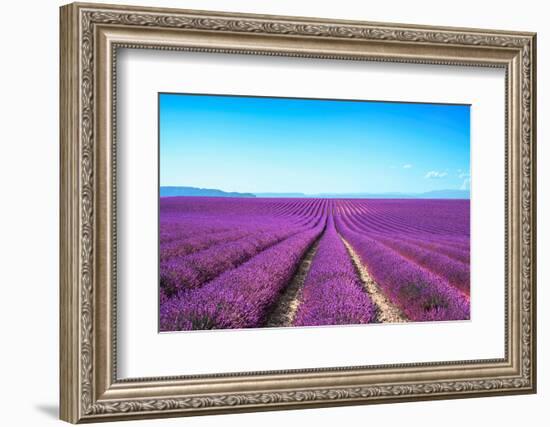 Lavender Flower Blooming Fields Endless Rows-stevanzz-Framed Photographic Print