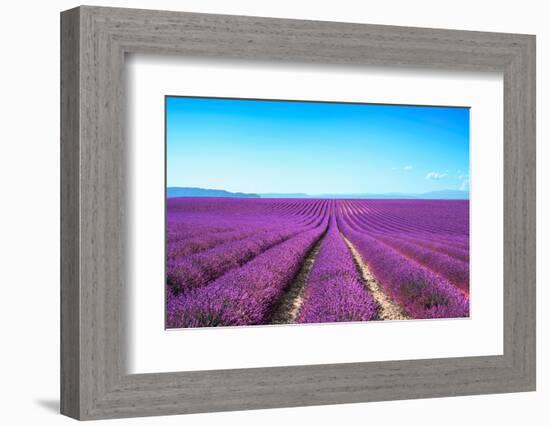 Lavender Flower Blooming Fields Endless Rows-stevanzz-Framed Photographic Print