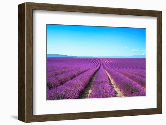 Lavender Flower Blooming Fields Endless Rows-stevanzz-Framed Photographic Print