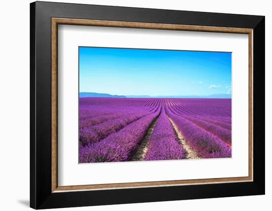 Lavender Flower Blooming Fields Endless Rows-stevanzz-Framed Photographic Print