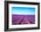 Lavender Flower Blooming Fields Endless Rows-stevanzz-Framed Photographic Print