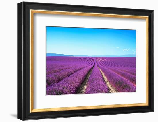 Lavender Flower Blooming Fields Endless Rows-stevanzz-Framed Photographic Print