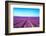 Lavender Flower Blooming Fields Endless Rows-stevanzz-Framed Photographic Print