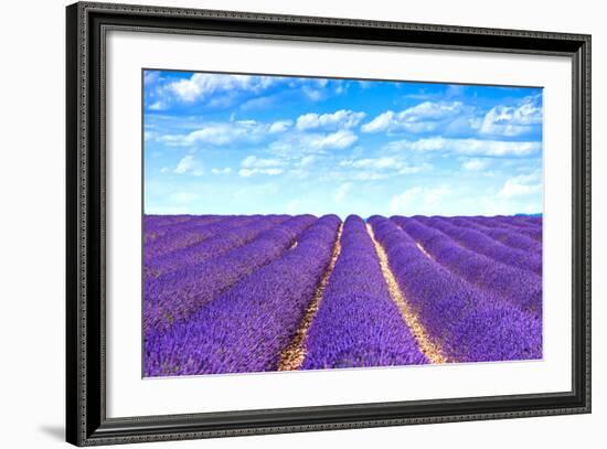 Lavender Flower Blooming Fields Endless Rows-stevanzz-Framed Photographic Print