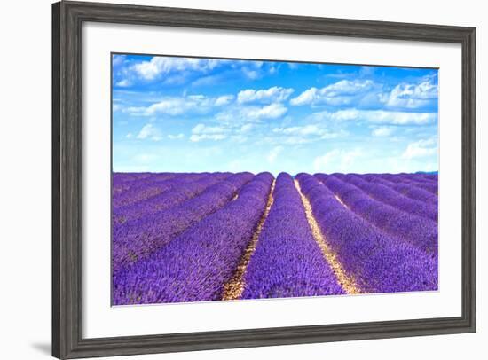 Lavender Flower Blooming Fields Endless Rows-stevanzz-Framed Photographic Print