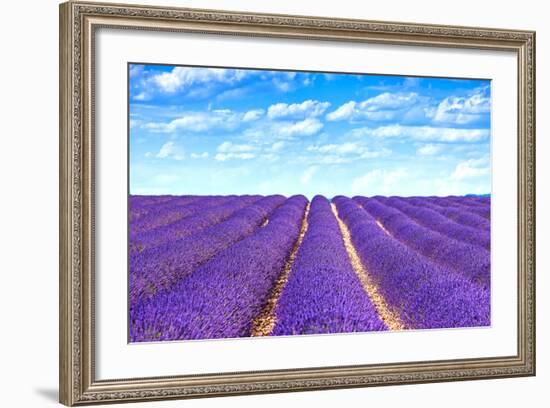 Lavender Flower Blooming Fields Endless Rows-stevanzz-Framed Photographic Print