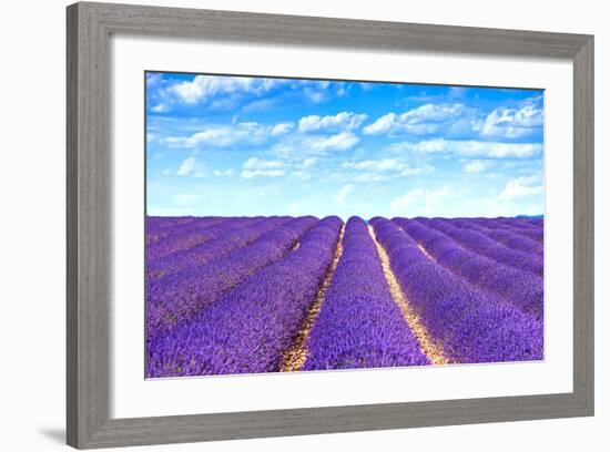 Lavender Flower Blooming Fields Endless Rows-stevanzz-Framed Photographic Print