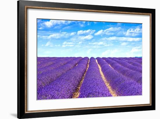 Lavender Flower Blooming Fields Endless Rows-stevanzz-Framed Photographic Print