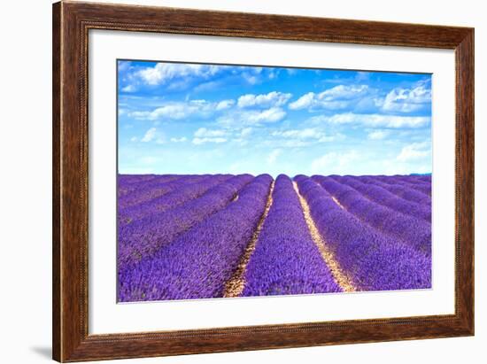 Lavender Flower Blooming Fields Endless Rows-stevanzz-Framed Photographic Print