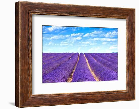 Lavender Flower Blooming Fields Endless Rows-stevanzz-Framed Photographic Print